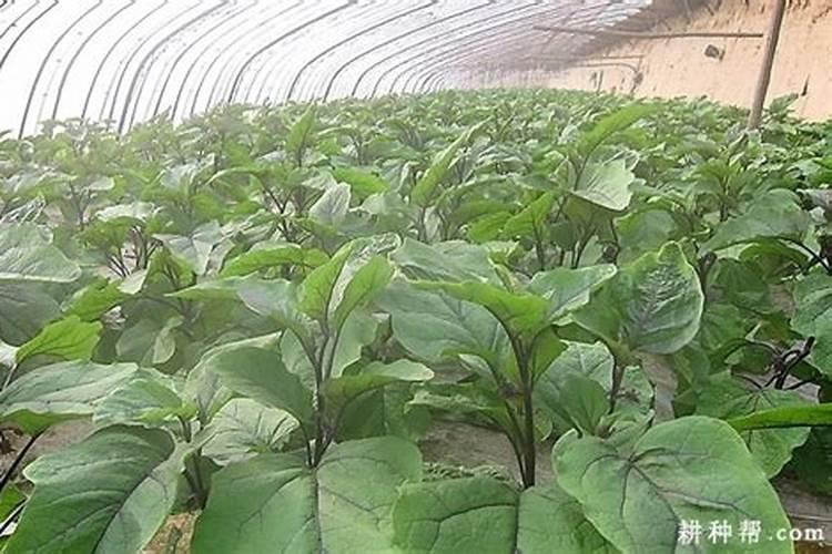 观叶植物用什么肥最好 如何施肥让叶子更油亮