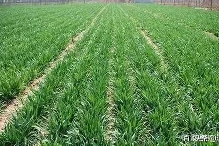 小麦什么时间追肥最合适