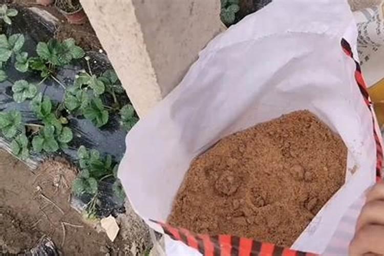 越冬西兰花、越冬甘蓝、越冬松花菜栽培要点