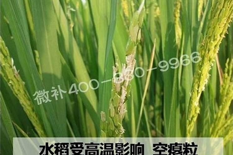 糖化硼放稻谷里有毒吗