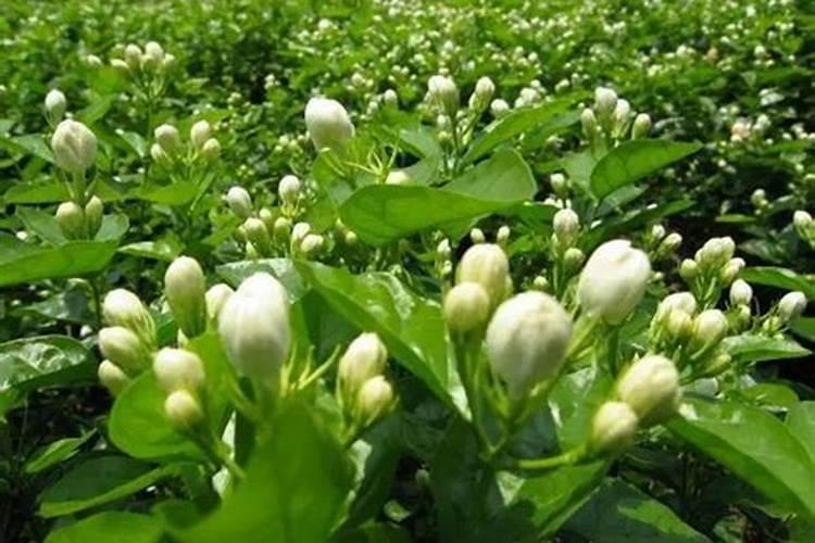 花多多1号适合什么花？