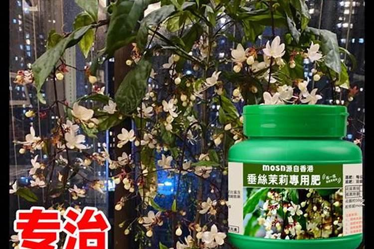 种茉莉花要经常浇水吗？