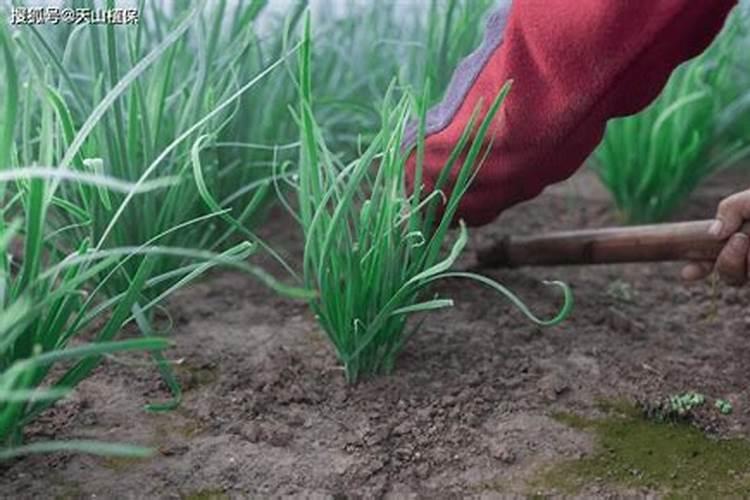 有什么能让胺鲜酯发挥膨大作用的配方