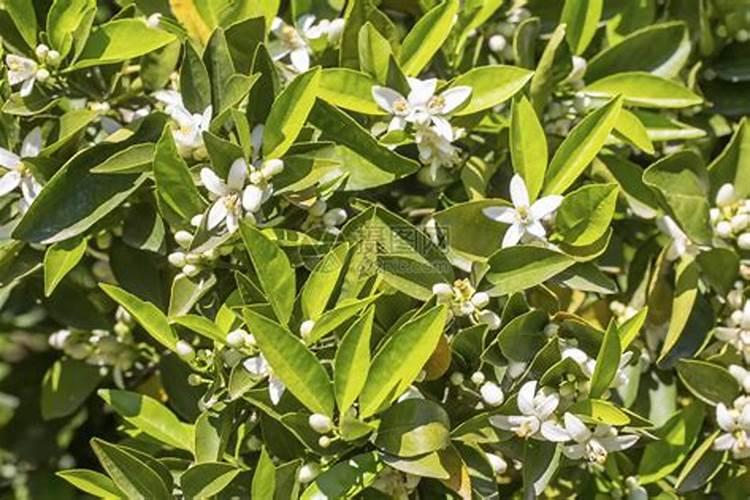 茶叶施肥用尿素行不行 什么时间施肥好