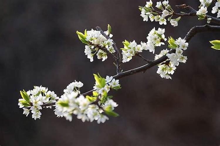 梨树开花不结果怎么办