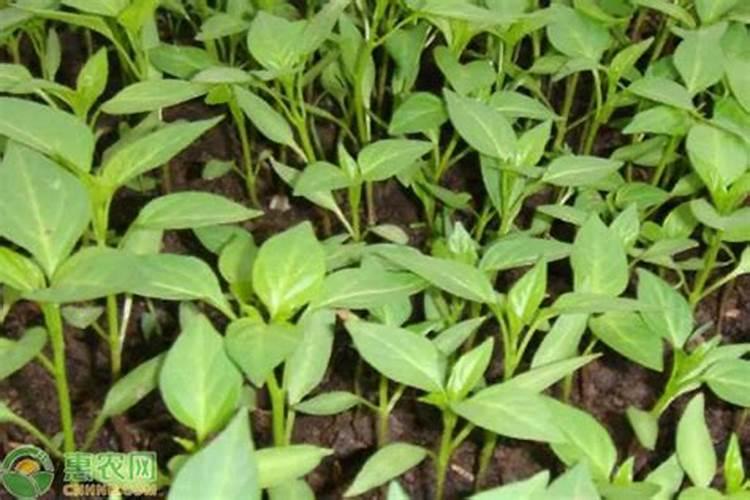 辣椒苗用什么肥才长粗
