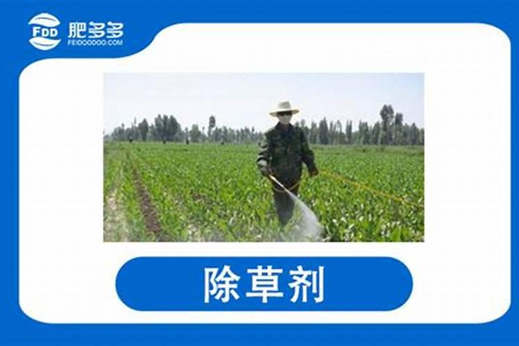 种植玉米需要打三次药,分别是什么时间呢？