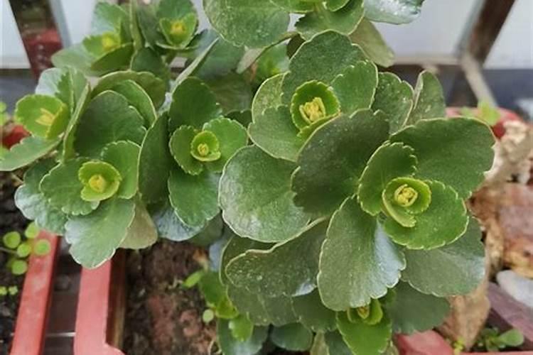 长寿花施肥方法