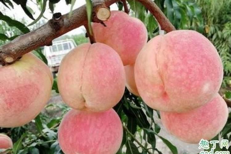 甜瓜授粉15天后冲平衡肥还是高钾肥好？