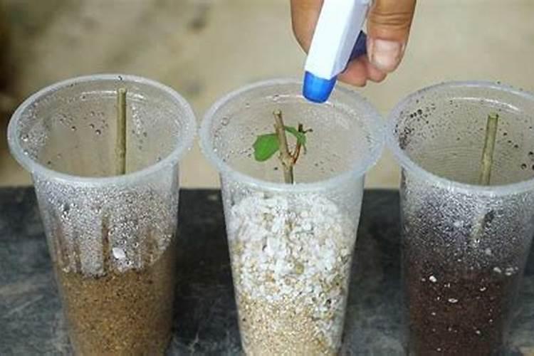 麻烦问下是不是蓝莓苗啊,生根粉兑的水可以浇到土里吗？