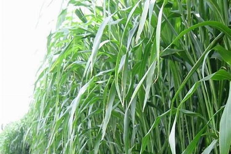 磷钾肥怎么浇花正确使用方法