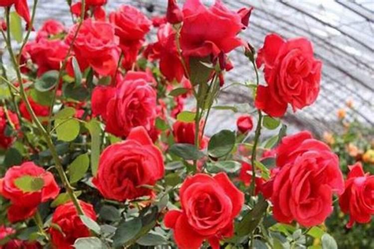 肥料里面含的有机质是指什么