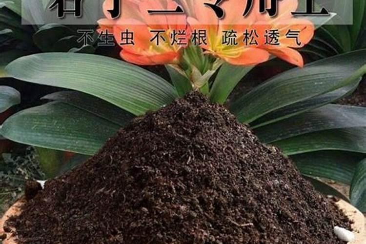 藠头的功效与作用