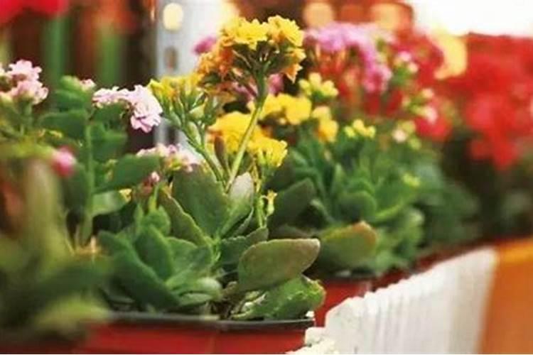 长寿花施什么肥好,长寿花施氮磷钾肥料最好