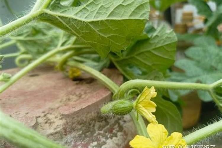 西瓜开花结果期的管理