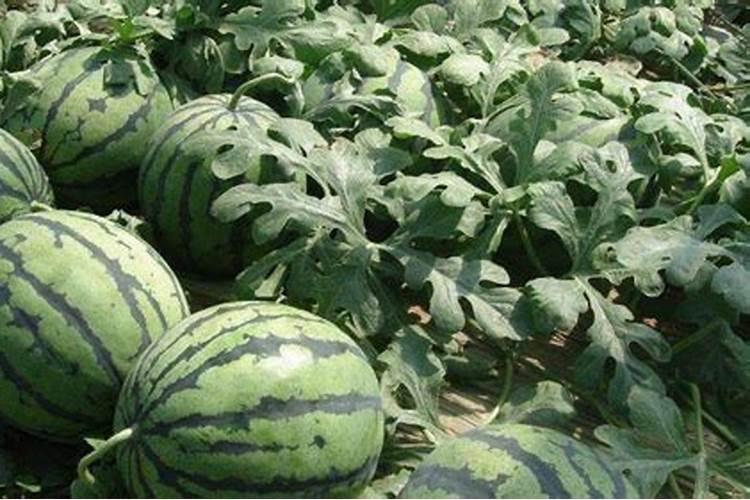 西瓜伸蔓期可以冲施肥吗？会不会有什么影响？