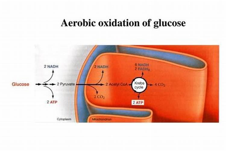红钻花施什么肥最好