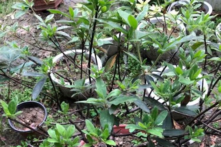 硼肥的正确使用方法