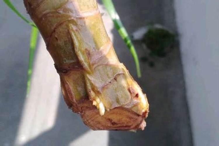 果树增甜用什么肥料好