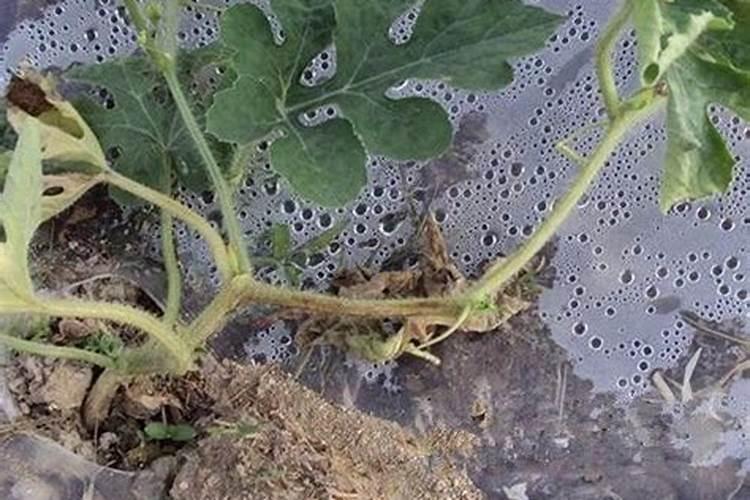 西瓜僵苗的补救措施