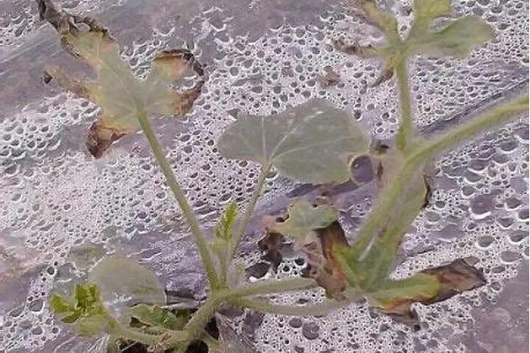 西瓜僵苗一般多长时间恢复