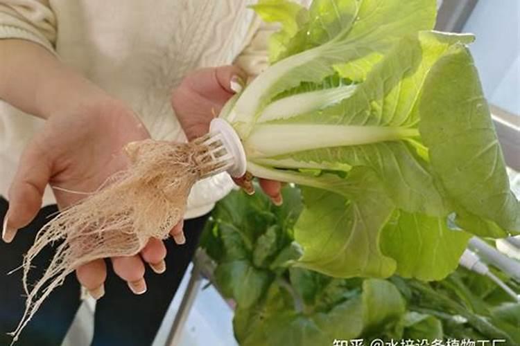 请问黄腐酸钾可以直接冲施或叶面喷施么？用量是多少？