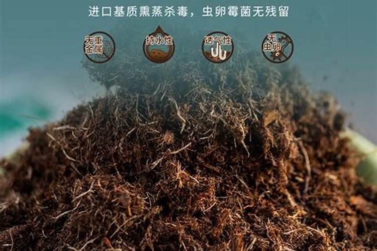 月季叶子黑了怎么办？