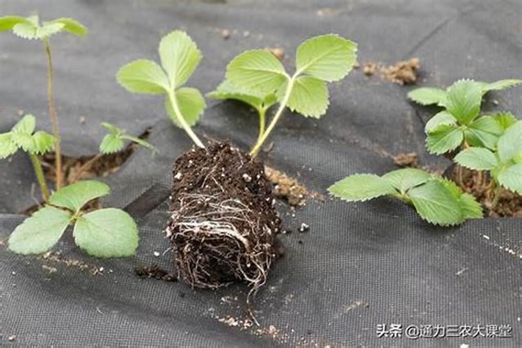 知道葡萄糖溶液怎么求需要钾加入的最大量