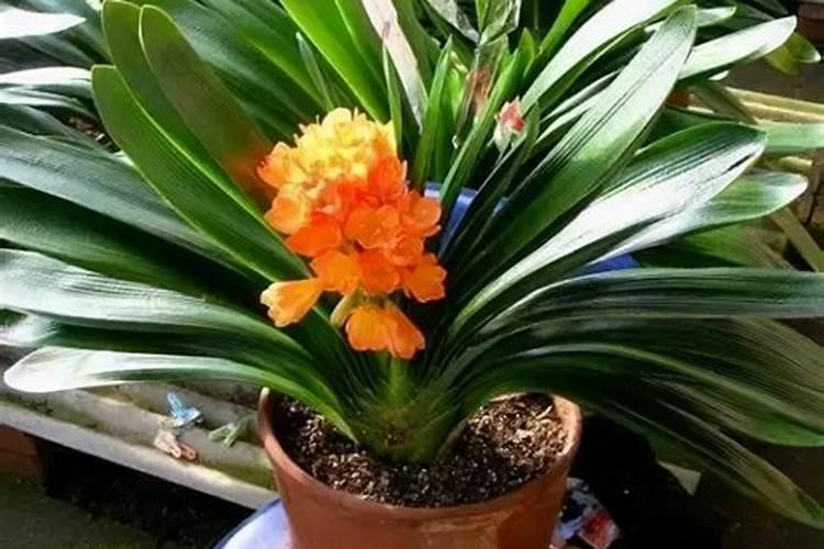 绣球花能施脲铵氮肥吗？