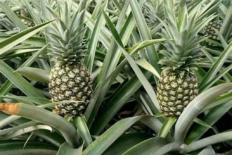 种香葱用什么肥料最好