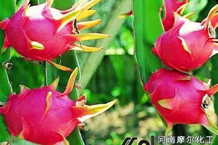 樱花树这是什么情况？