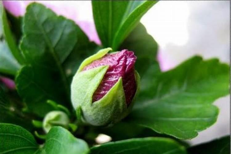 栀子从出花苞到开花大概要多长时间