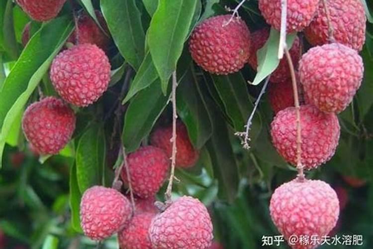 苹果树8月份施什么肥