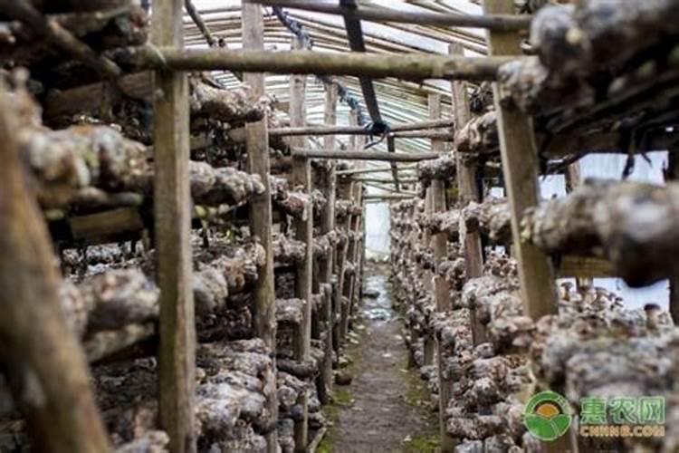 木绣球的养殖方法和注意事项