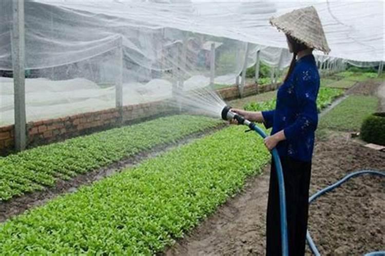 油菜硼肥的最佳使用时期和用量