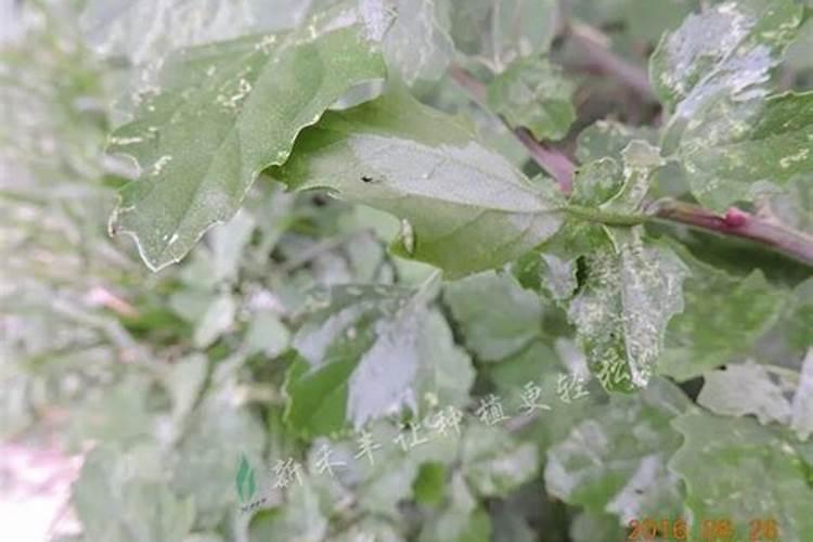 西兰花追肥用什么肥料好