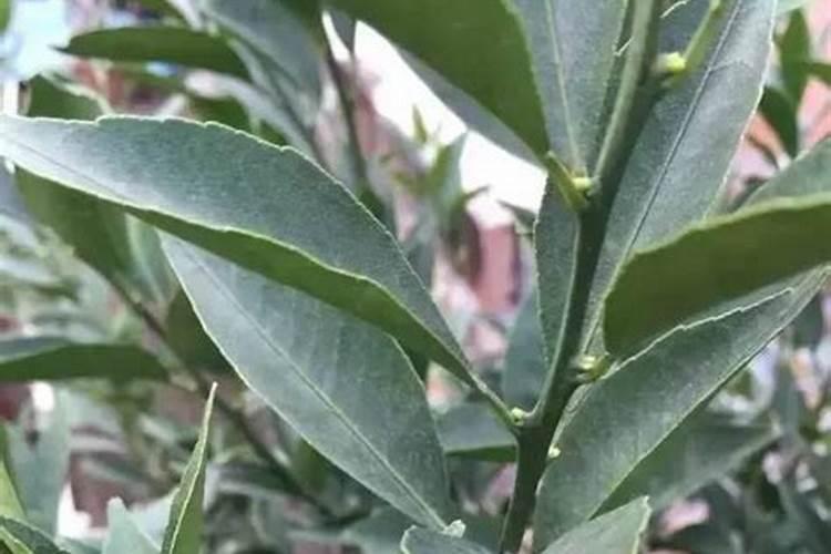 熟花生壳可以当肥料吗？