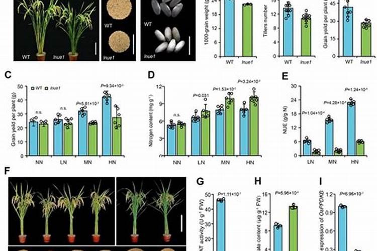 稻田养蟹水稻田施肥怎么做