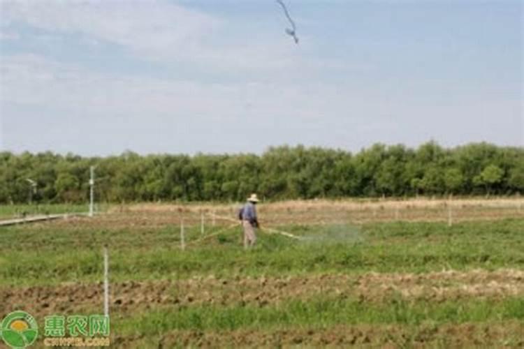 玉米最好叶面肥排名