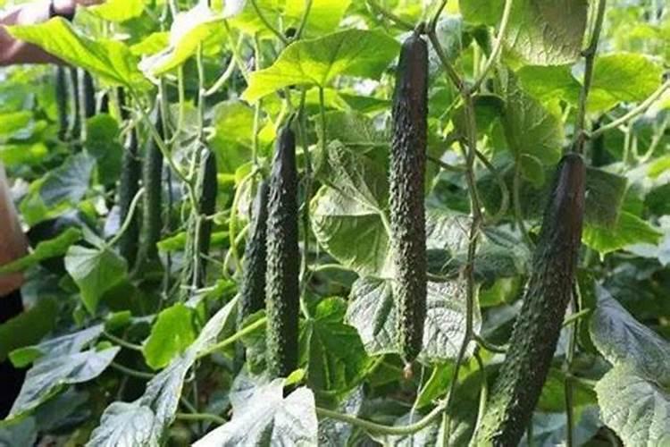 大姜喜欢什么肥料