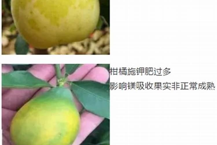 月季长花苞后怎么施肥 花蕾期施什么肥