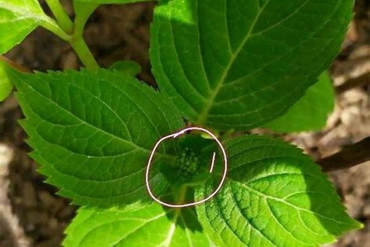 硫酸钾型复合肥适用于什么土地