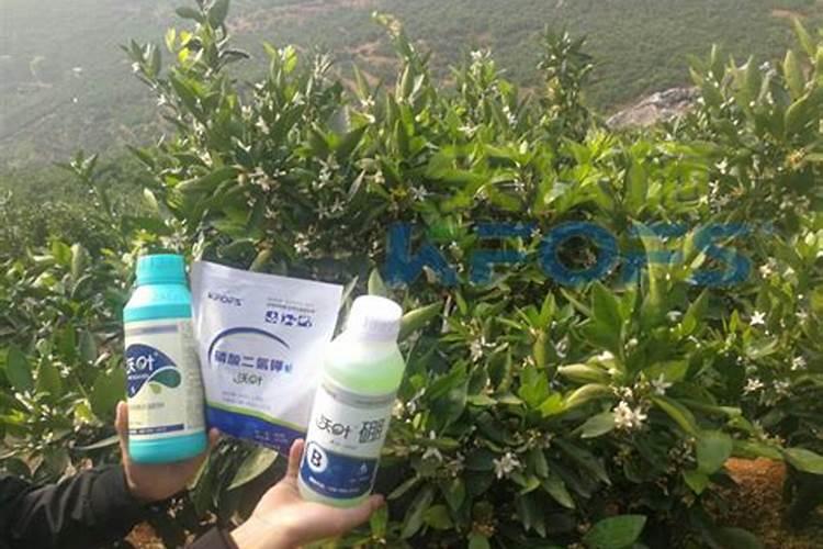 油茶开花时期应该喷何种叶面肥？