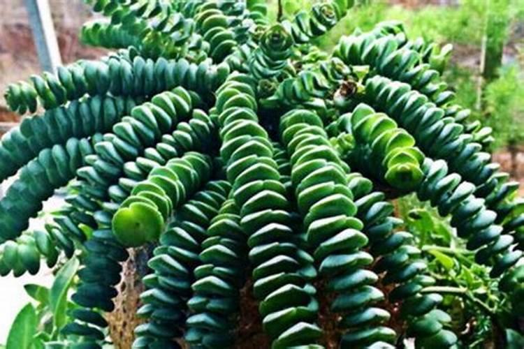 锌肥和硼肥能混合使用吗？