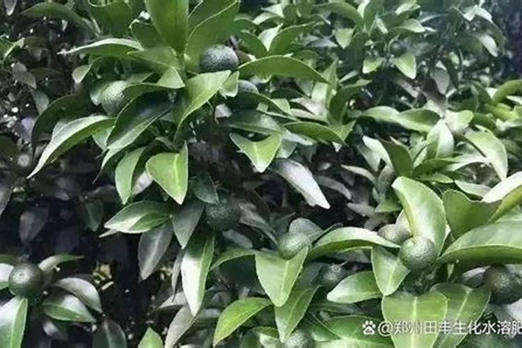保花保果叶面肥最佳配方