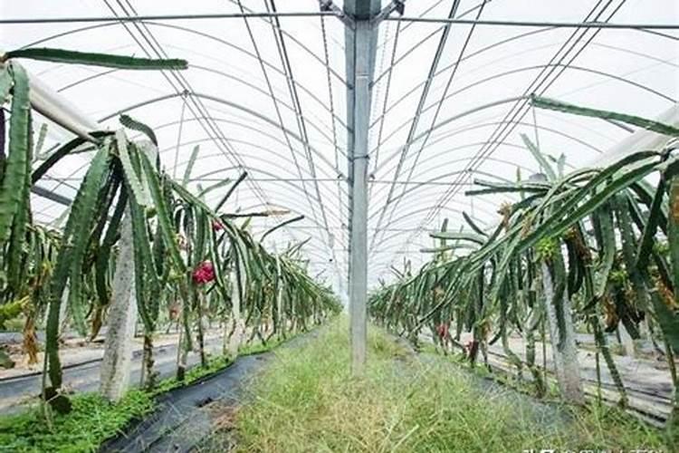 火龙果用什么肥料最好