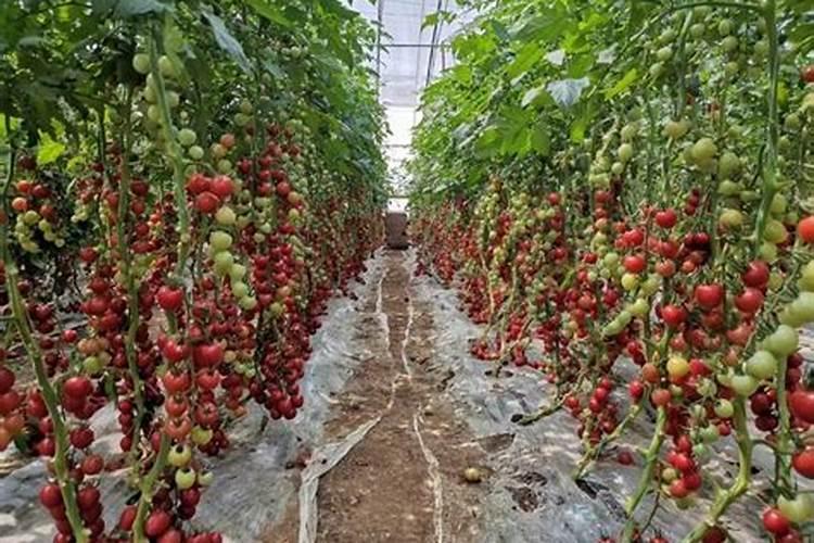 冲什么肥能让西红柿叶片油亮