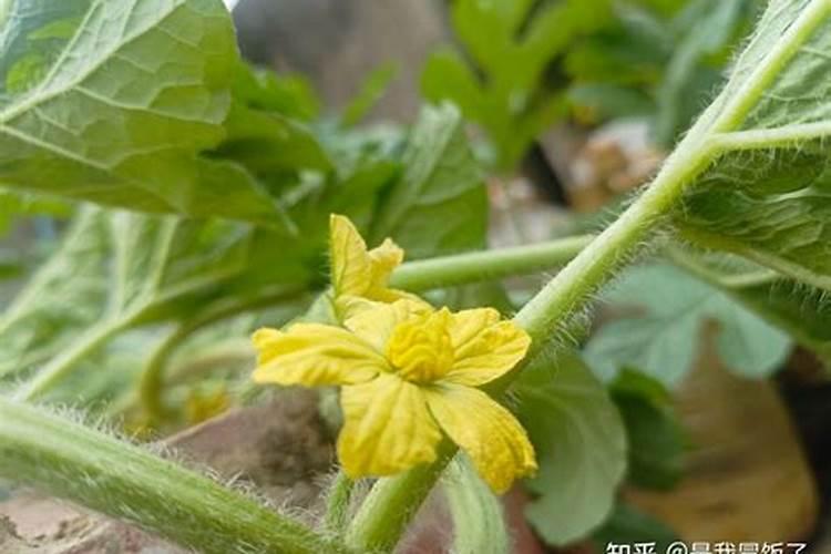 水稻使用磷酸二氢钾什么时候用最好