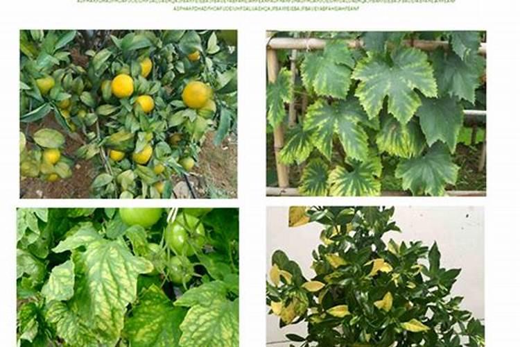 长寿花花期用什么肥料最好花卉百科