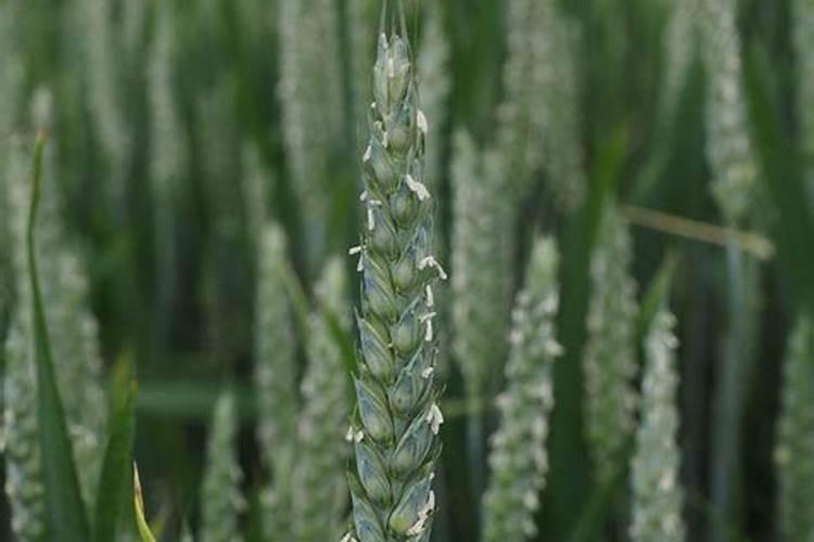 刚栽的茶叶啥时候可以施肥